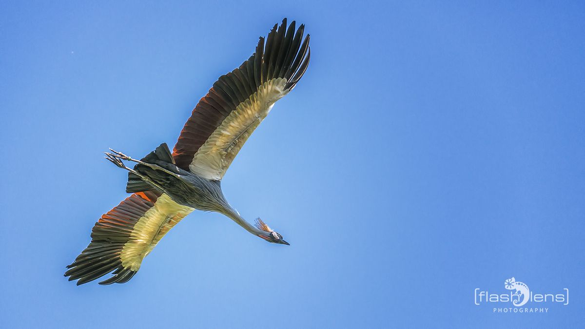Weltvogelpark 104