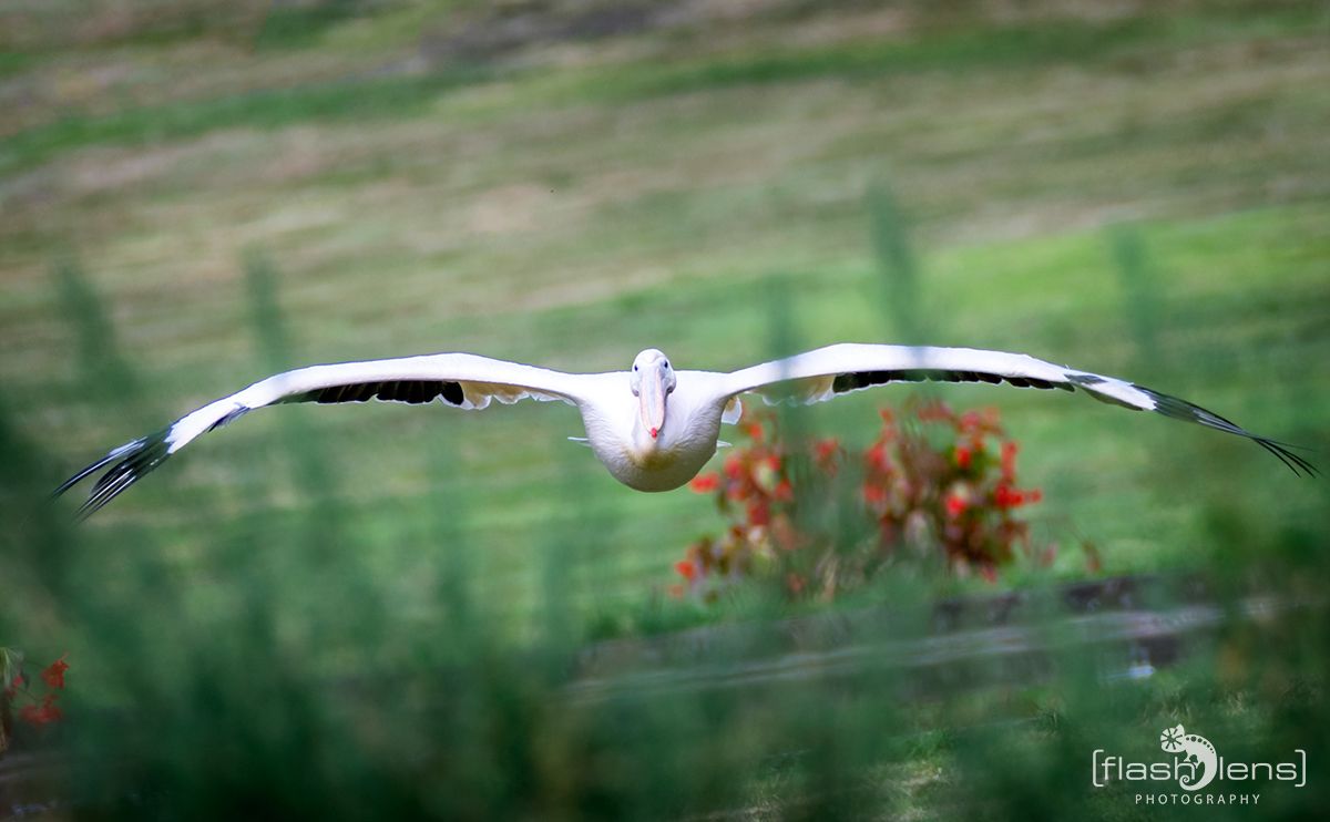 Weltvogelpark 079