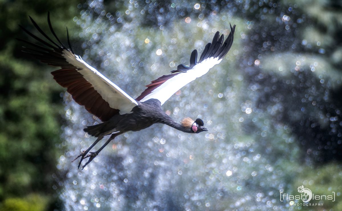 Weltvogelpark 081