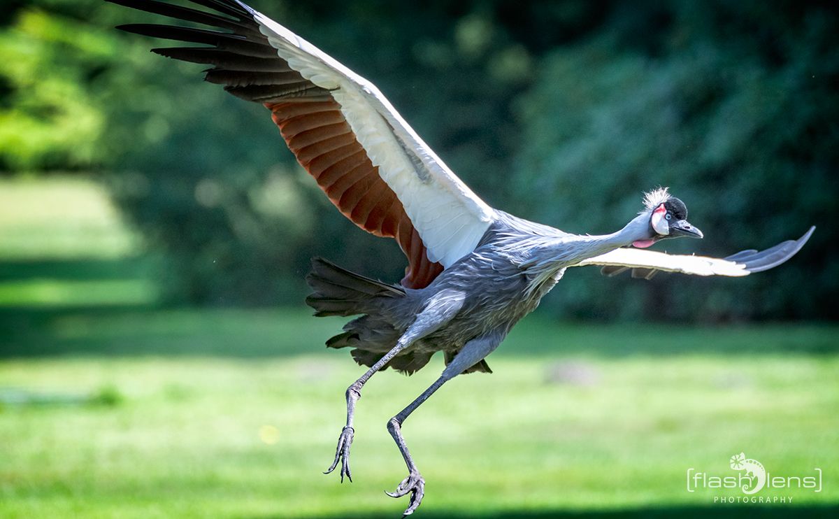 Weltvogelpark 083