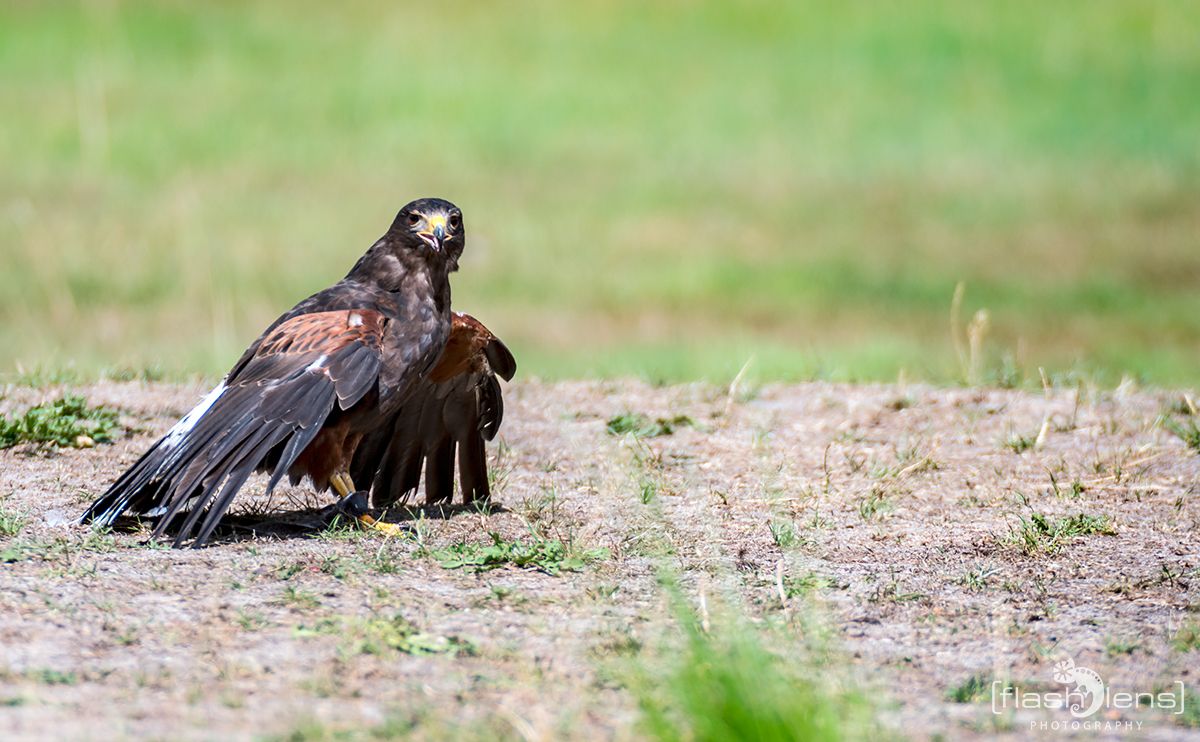 Weltvogelpark 091