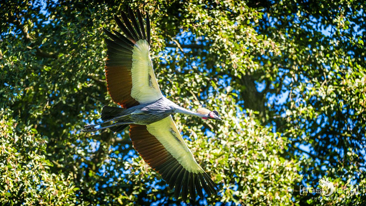 Weltvogelpark 098