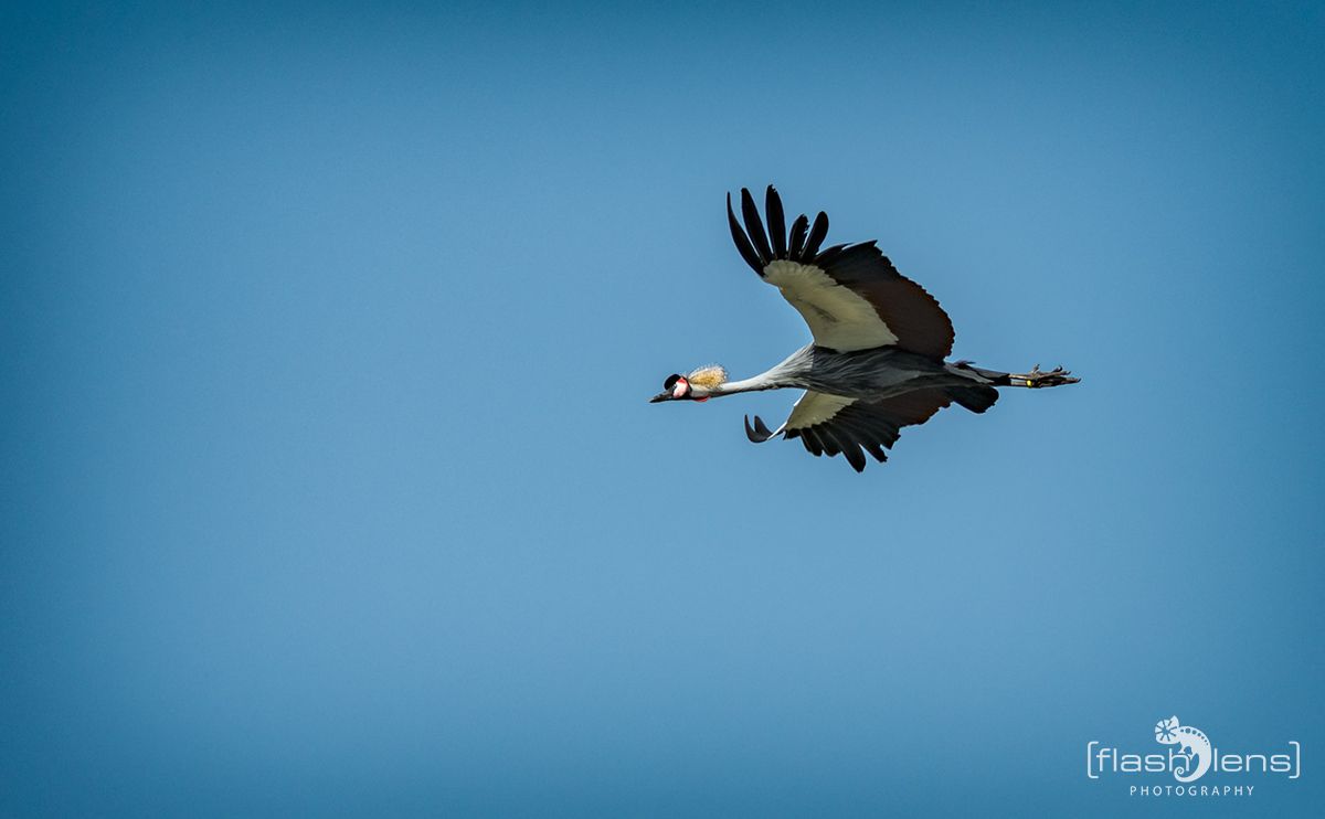 Weltvogelpark 100