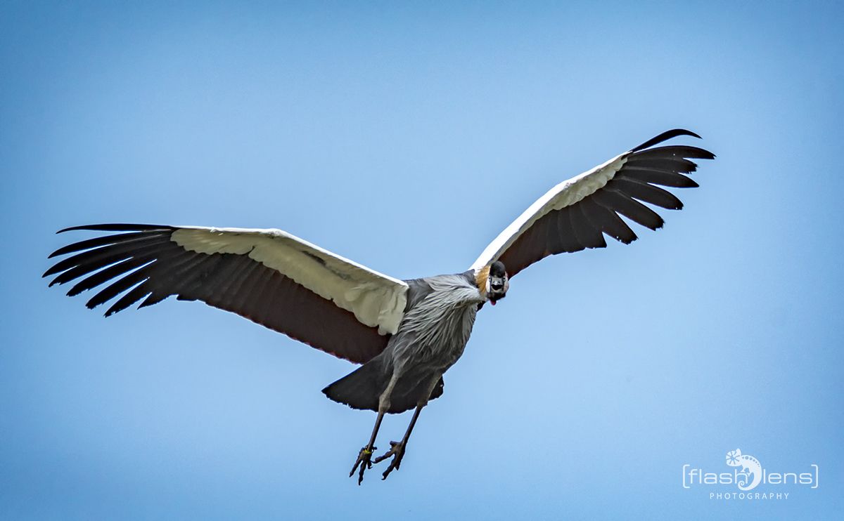 Weltvogelpark 101