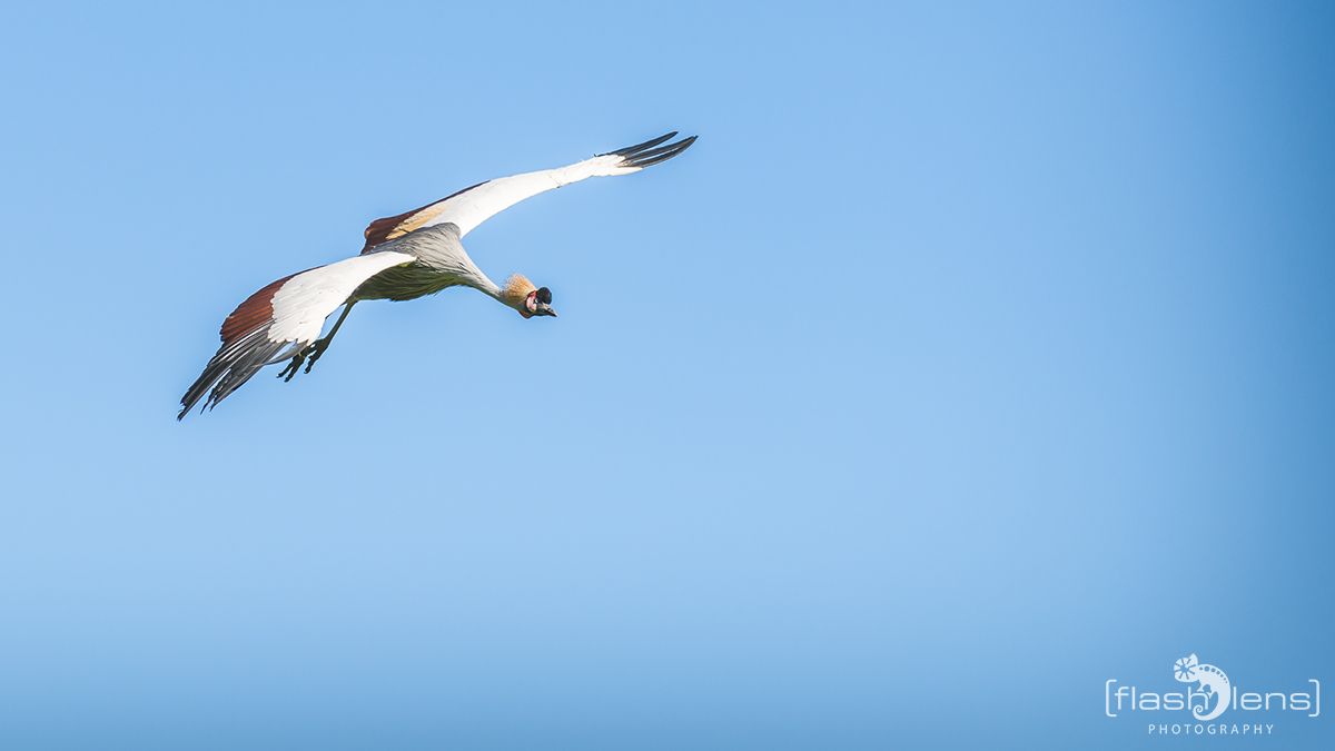 Weltvogelpark 103