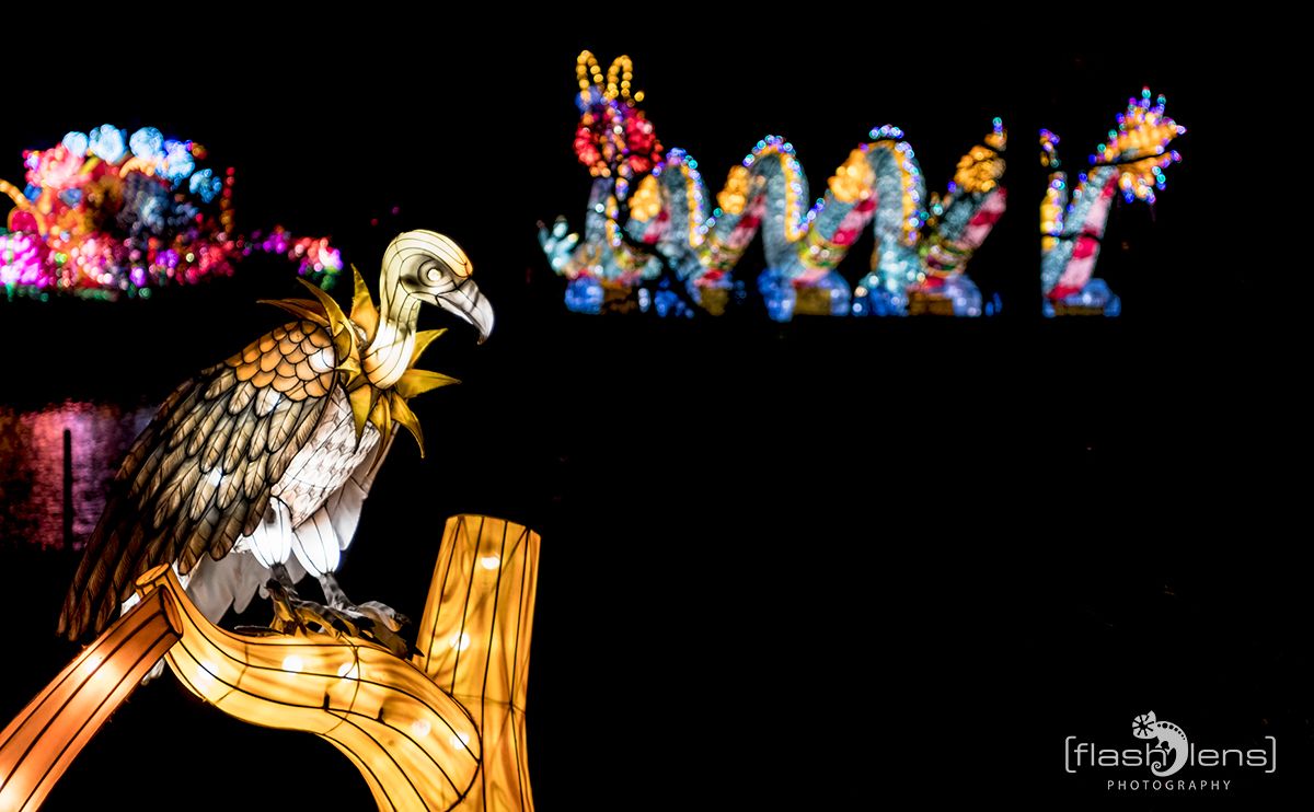 Chinese Light Festival 005