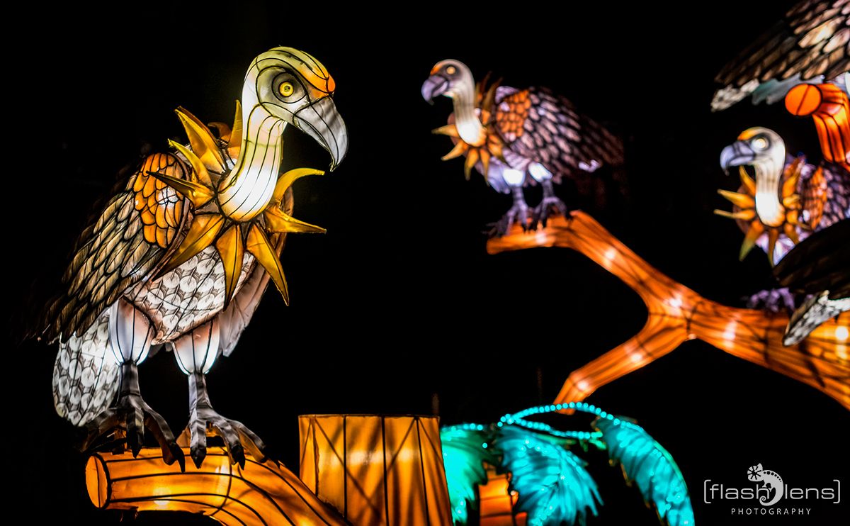 Chinese Light Festival 006