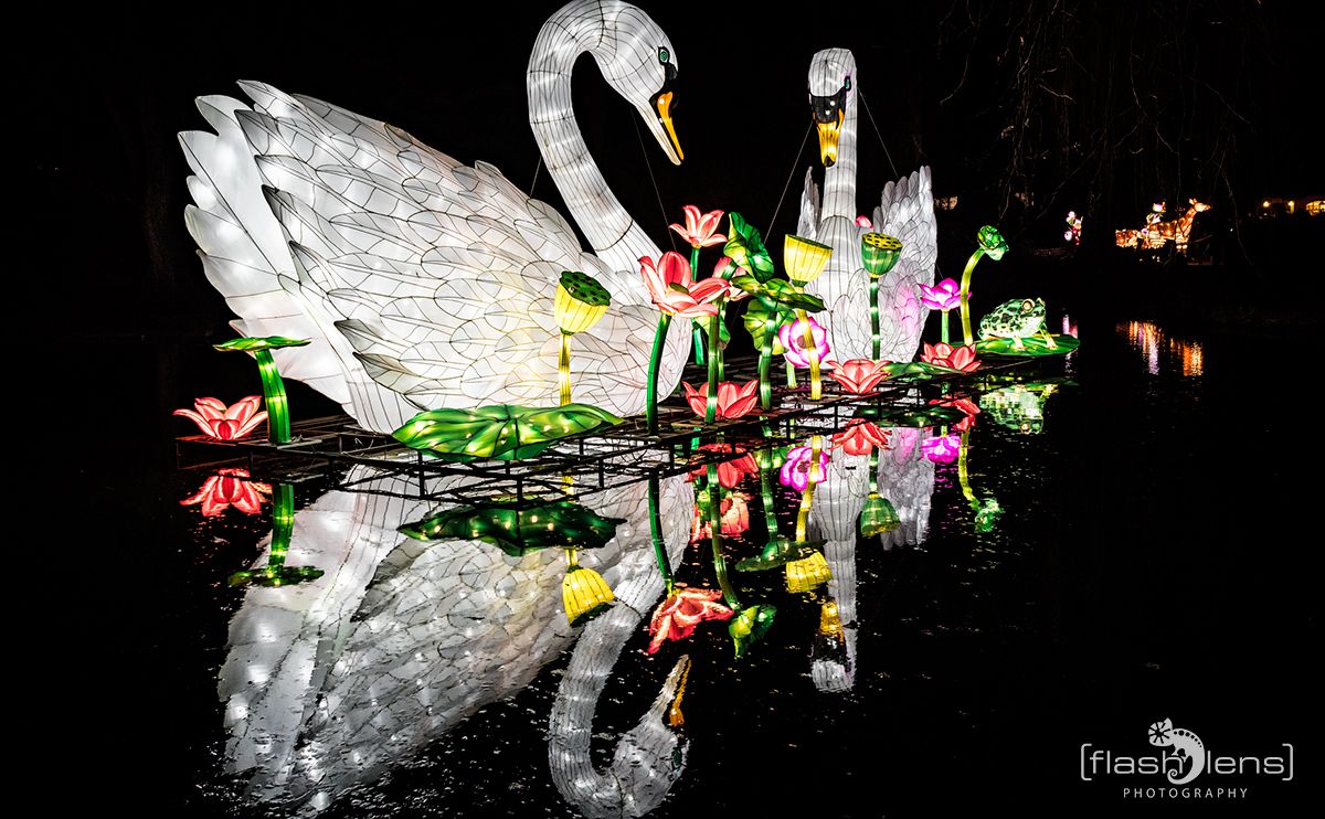 Chinese Light Festival 007
