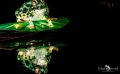 Chinese Light Festival 008