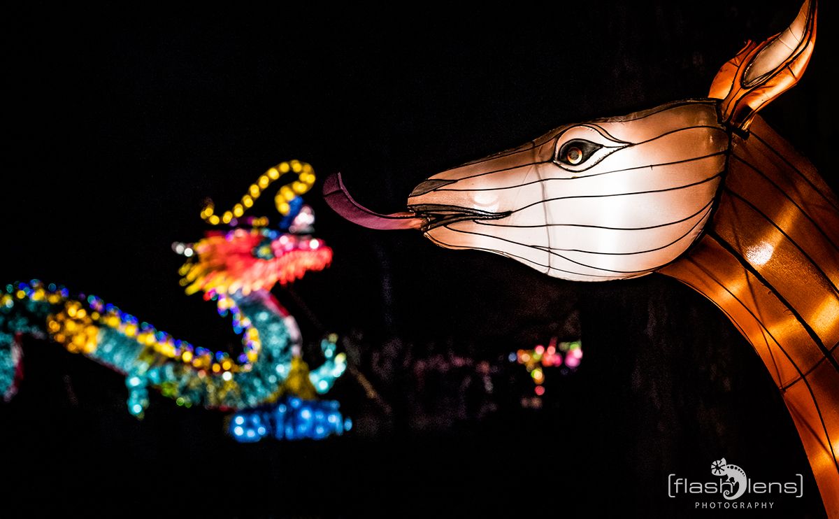 Chinese Light Festival 009