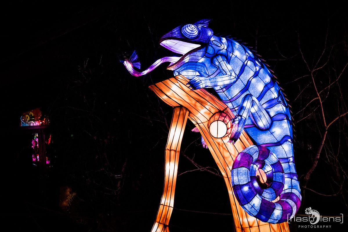 Chinese Light Festival 016