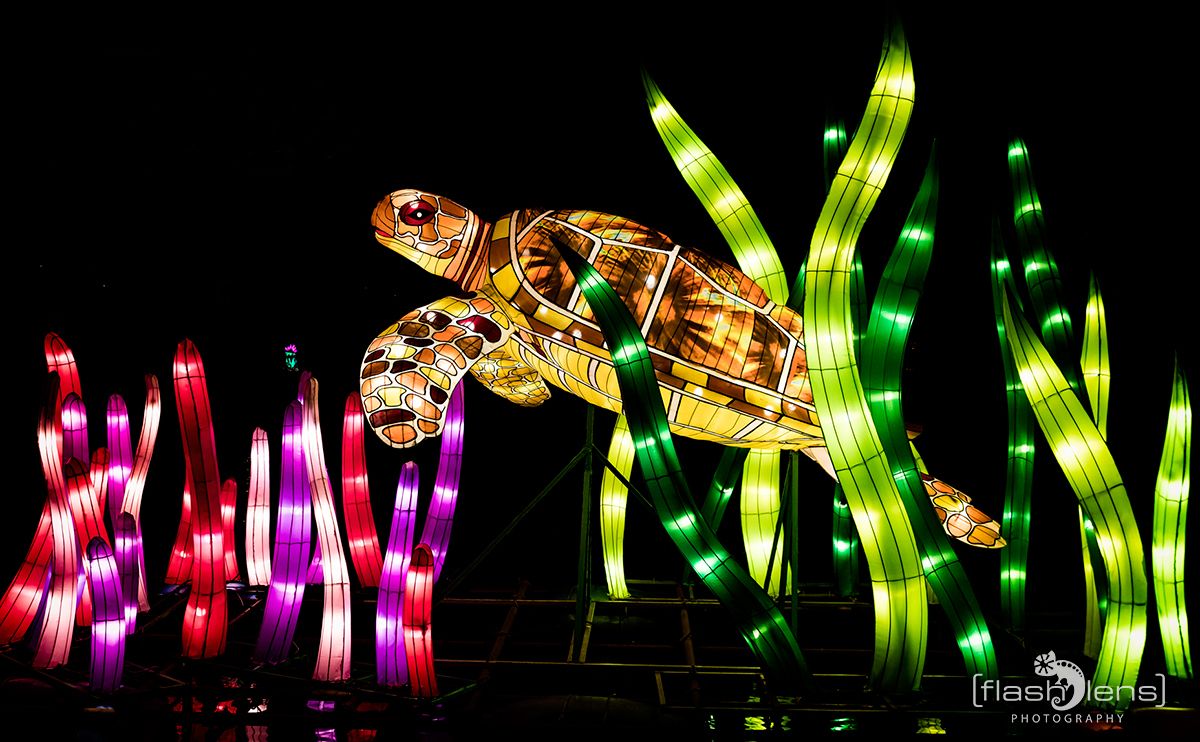 Chinese Light Festival 019
