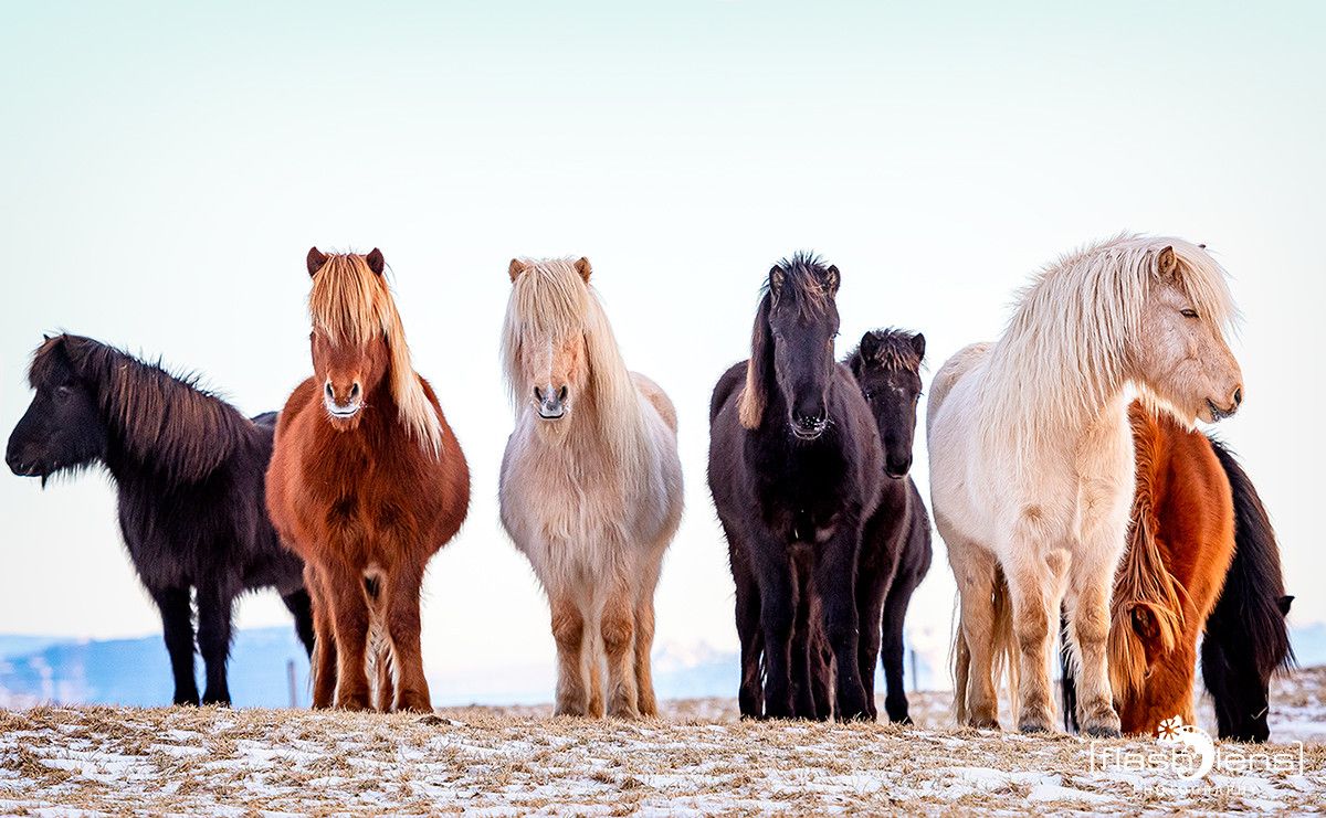 10 Islandpferde 002