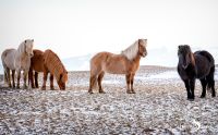 10 Islandpferde 004