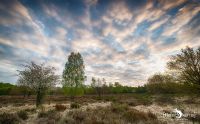 Wahner Heide 001
