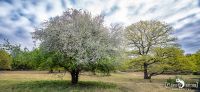 Wahner Heide 003