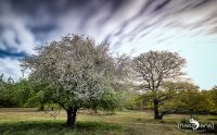 Wahner Heide 004