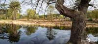 Wahner Heide 007