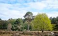 Wahner Heide 008