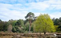 Wahner Heide 008