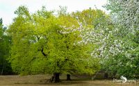 Wahner Heide 009