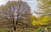 Wahner Heide 010