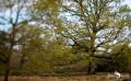 Wahner Heide 011