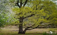 Wahner Heide 013