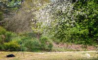 Wahner Heide 014