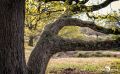 Wahner Heide 015