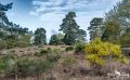 Wahner Heide 016