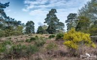 Wahner Heide 016