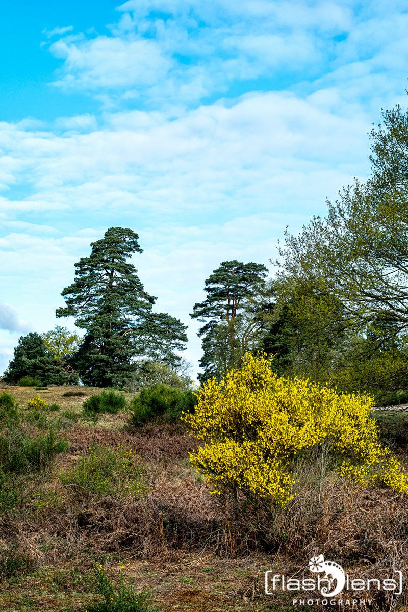 Wahner Heide 017