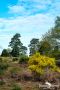 Wahner Heide 017