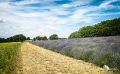 Petit Provence 003