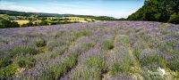 Petit Provence 008