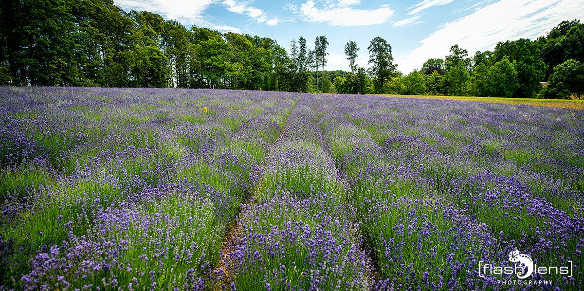 Petit Provence 010