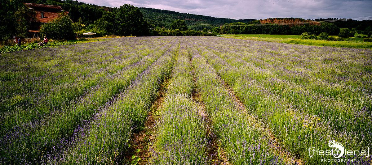 Petit Provence 012