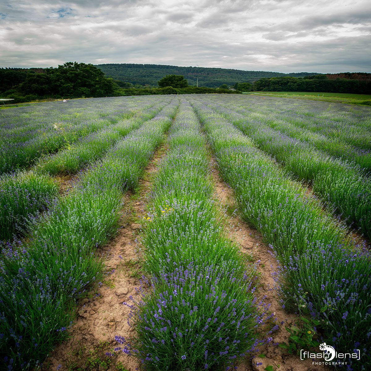 Petit Provence 013