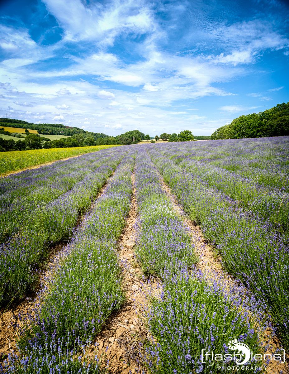 Petit Provence 015