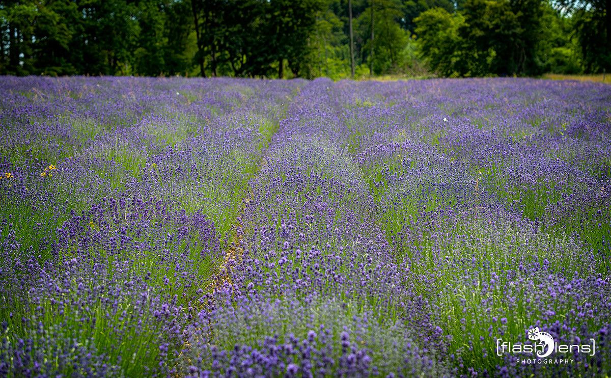 Petit Provence 017