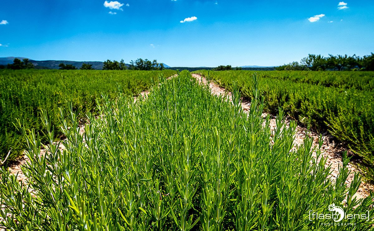Provence 2020 020