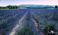 Provence 2020 010