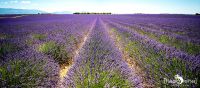 Provence 2020 012