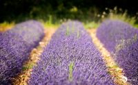 Provence 2020 014