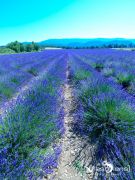 Provence 2020 018