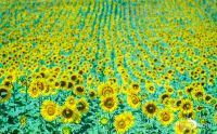 Provence 2020 022