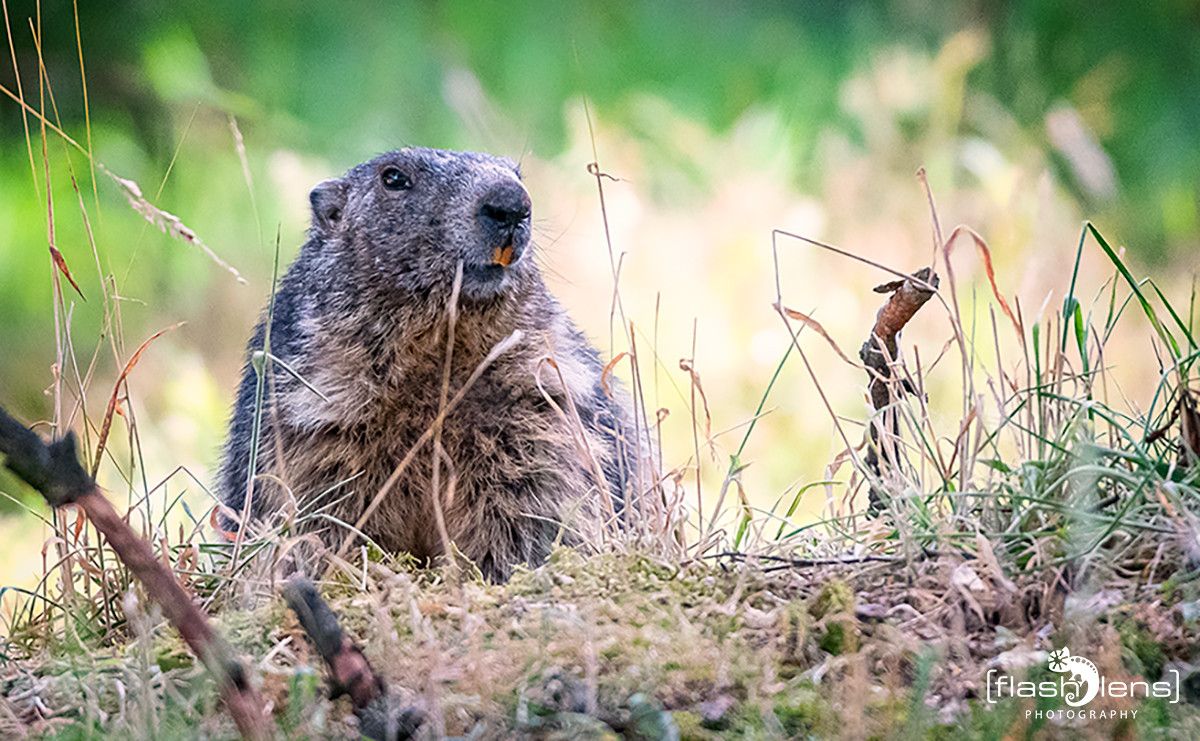 Wildpark Gangelt 001