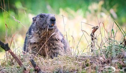 Wildpark Gangelt