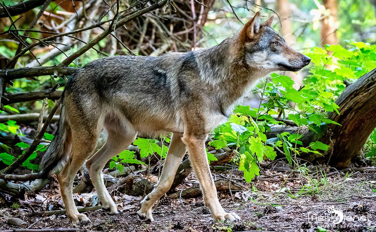 Wildpark Gangelt 059